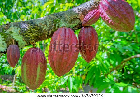 Cocoa fruit ( Theobroma cacao ) on a tree