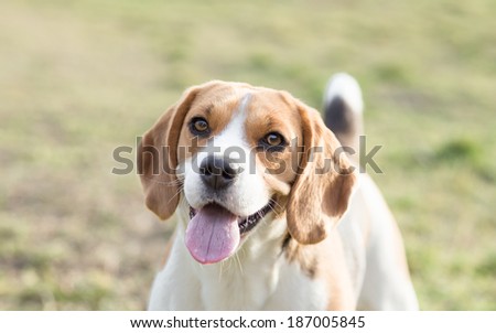 Funny Beagle Dog close up portrait