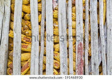 Traditional maize crop storage in old barn