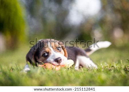 Happy beagle puppy playing with toy