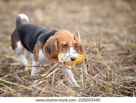 Beagle puppy playing with a corn in its mouth