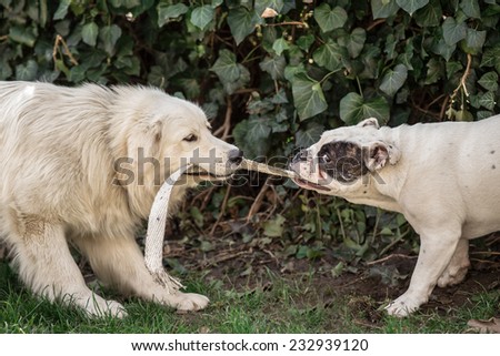 Tug of war - Two dogs