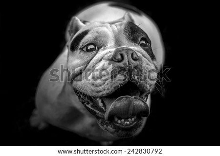 English Bulldog looking up - black and white portrait