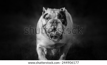 English bulldog black and white portrait