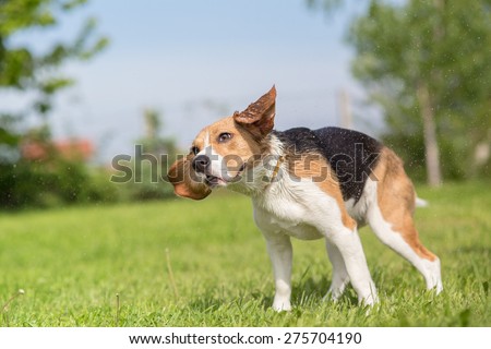 Beagle dog shaking off water