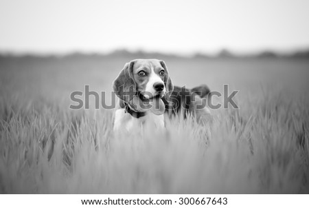 beagle dog in nature - black and white with copy space