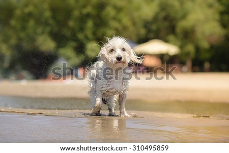 White dog shaking off water on beach - Coton de Tulear