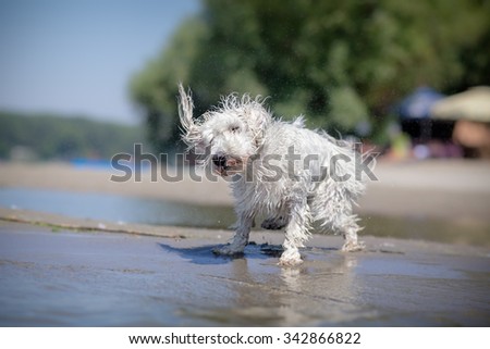 Little white dog shaking off water
