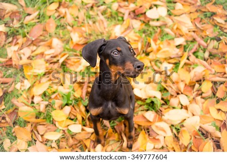 Obedient puppy purebred doberman pinscher