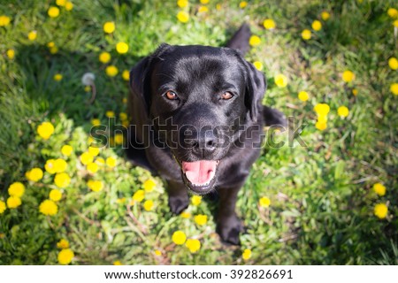 Black labrador retriever dog looking up - Spring Portrait
