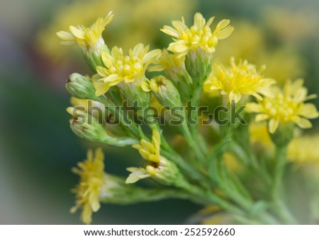 Beautiful flowers taken with a macro lens