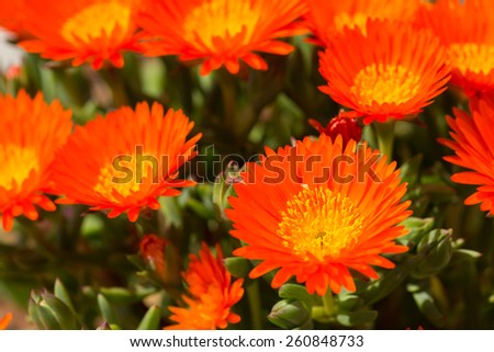 Beautiful orange flowers background, taken with 100 mm macro lens in Cyprus
