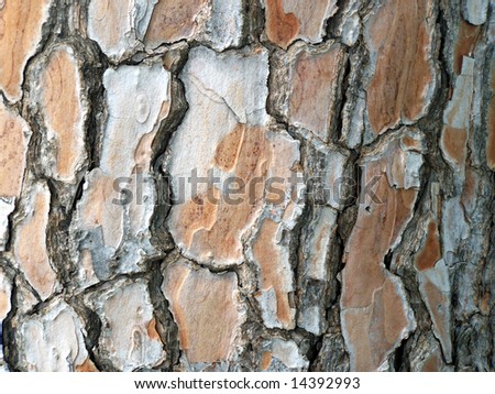 natural pine tree bark abstract background