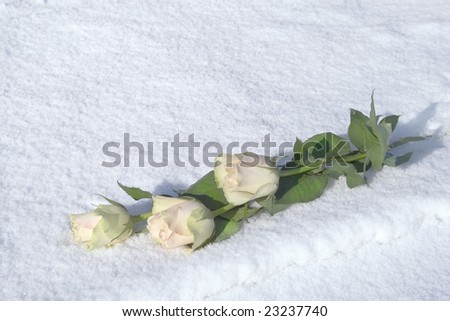 white roses on winter background