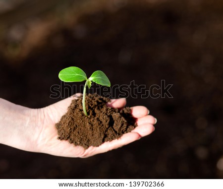 Human hand holding green small plant