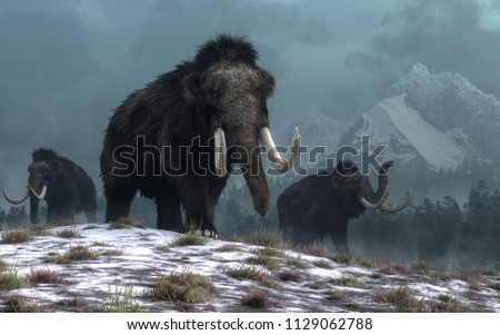 A trio of woolly mammoths trudges over snow covered hills.  Behind them, mountains with snow covered peaks rise above dark green forests of fir trees. 3D Rendering