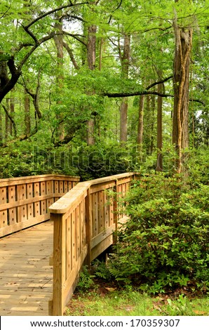 Wooden bridge pathway leading into the woods filled with beautiful Vines, Cypress trees, Spanish Moss, Oak trees, and Pine trees.
