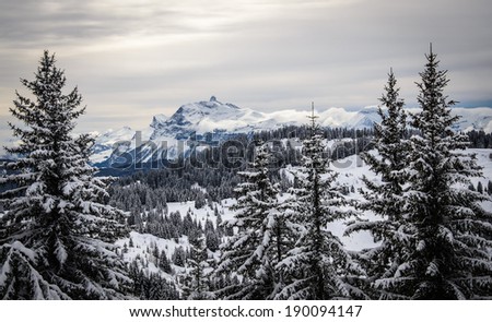 Landscape with Christmas trees covered with snow and a mountain far away, France, Morzine, Les Gets.