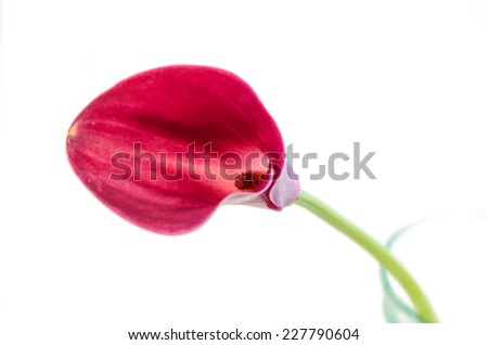 One isolated pink, red calla lily flower in glass vase, isolated on white