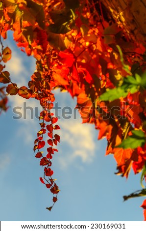 Golden autumn leaves of climbing plant in the sun back light