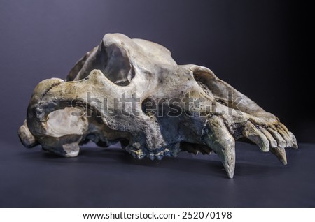 Prehistoric black cave bear skull, upper jaw.