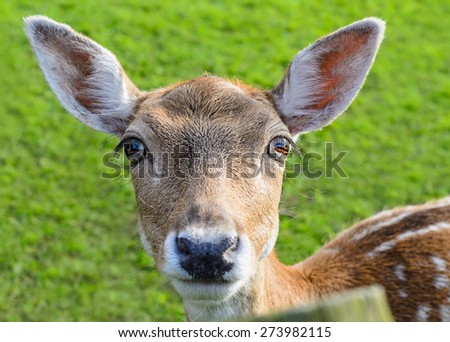 Head of deer doe, portrait with green grass background, white tail (tailed) animal, big bright eyes.