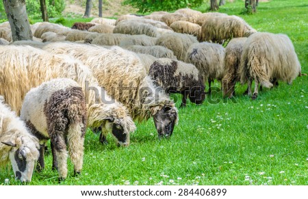 Flock of sheep grazing in the meadow, in the spring when the first flowers appear from the grass. Sheep type Pramenka typical for Balkan region.