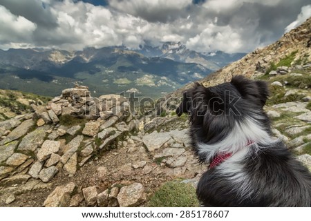 The back of the head of a Border Collie dog with a red and white collar looking out across the Corsican mountains with moody, cloudy, skies near to Lac de Nino