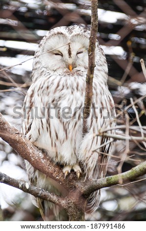 Snowy Owl is hiding in snowy trees