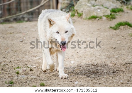 North American Wolf dog is running around