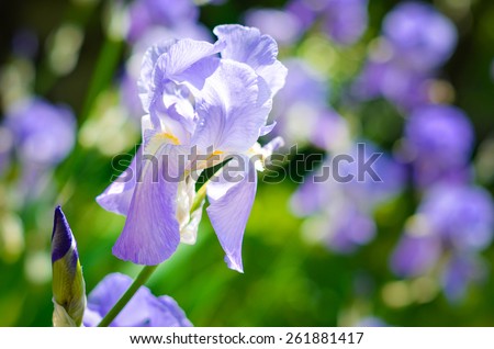 Purple Iris on a meadow. Soft focus or shallow depth of field. Iris flower. Blue iris. Petals of a flower of an iris.