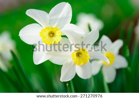 Beautiful White and yellow daffodils. Yellow and white narcissuses in a garden. Soft focus or shallow depth of field