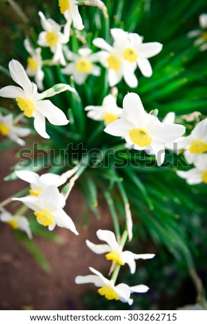 Bird eye top view of Beautiful White and yellow daffodils. Yellow and white narcissus in a garden. Soft focus or shallow depth of field
