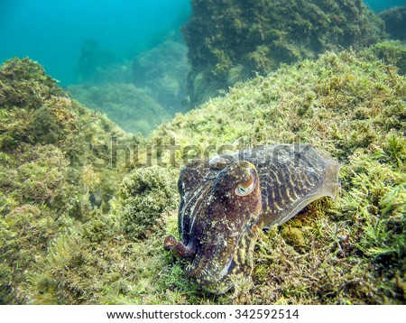 Cuttlefish in natural habitat of the sea. Camouflage color protect it from predator. Tentacles fish eye and sea grass visible.