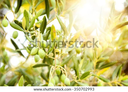 Olives on olive tree branch. Detail closeup of Green olives fruits with selective focus and shallow depth of field