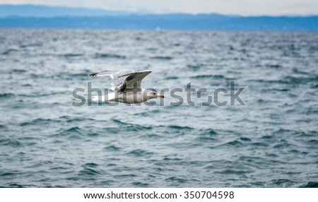 Seagull is flying and soaring in over the sea and waves in the storm