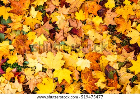Colorful autumn maple leaves in orange yellow and brown color. Fallen leaves on forest floor in autumn season background texture.