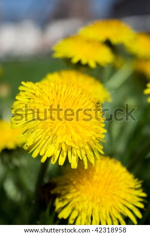 first spring yellow dandelions in sity grass-plot