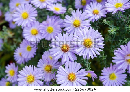 purple chrysanthemum flowers