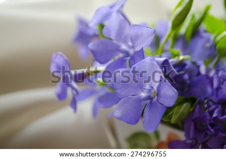beautiful Viola flowers (viola odorata)