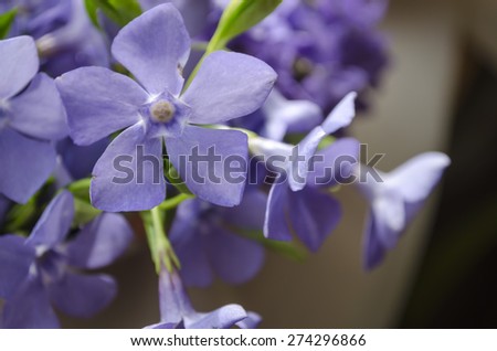 beautiful Viola flowers (viola odorata)