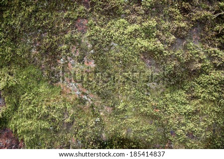 moss on granite stone