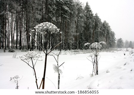 winter landscape with forest and dry Holy Ghost