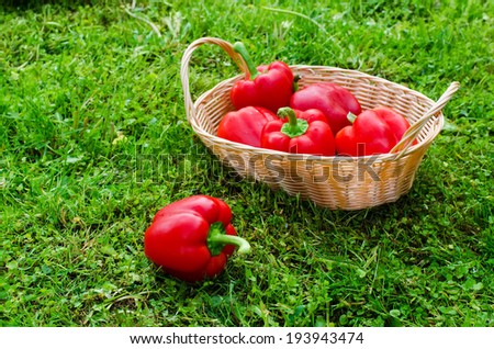 red peppers on the green grass background