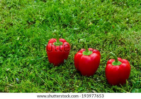 red peppers on the green grass background. selective focus on the middle pepper