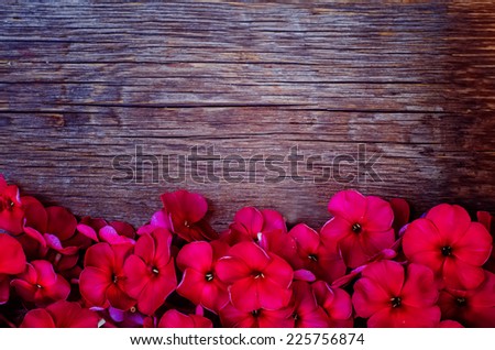red flowers on a dark woody background. tinting. selective focus