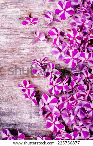 purple flowers on a light woody background. tinting. selective focus