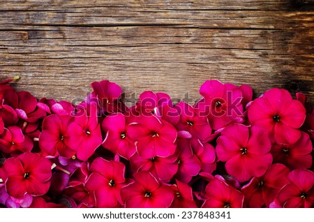 red flowers on a dark woody background. tinting. selective focus