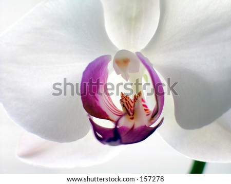 Macro shot of a Phalaenopsis Orchid.  Soft focus used.  The green in the lower corner is the stem.