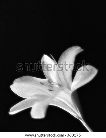 Back shot of a lily done in black and white. Noise added. Plenty of room to add some text.